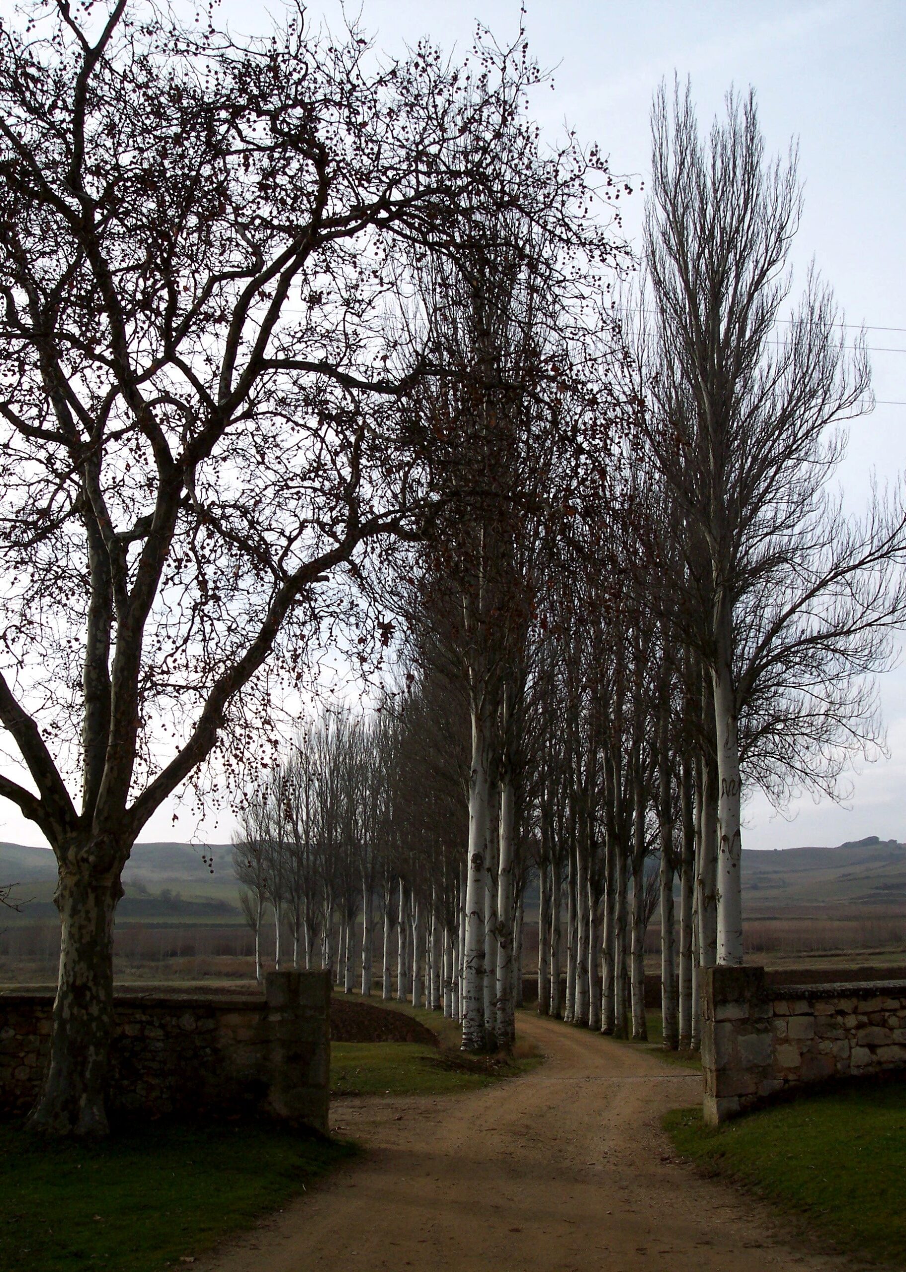 Lee más sobre el artículo Compañeros de viaje